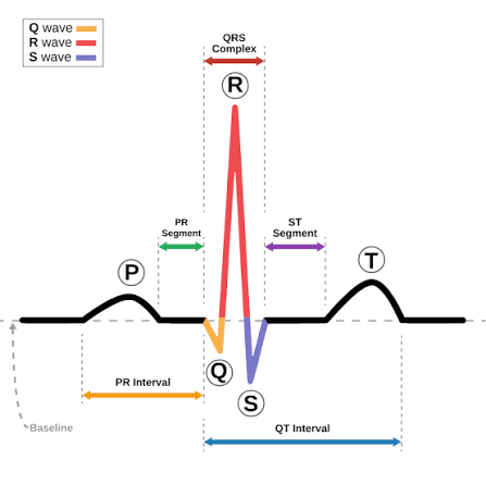 Cardiac action potential (QRS complex)