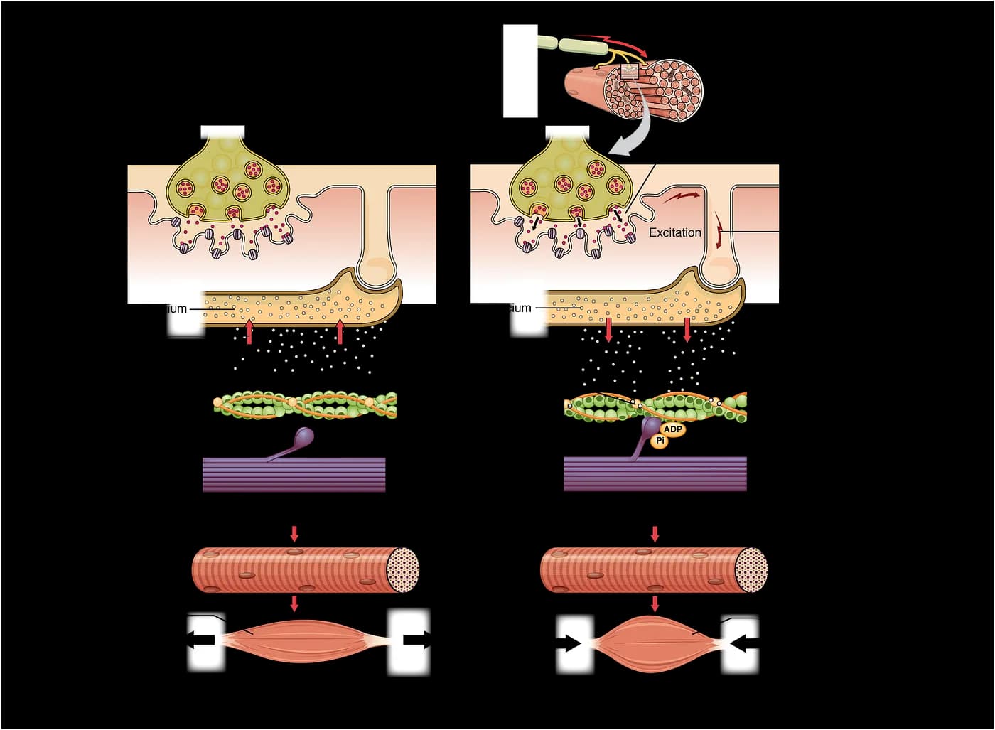 Muscle contraction and relaxation diagram